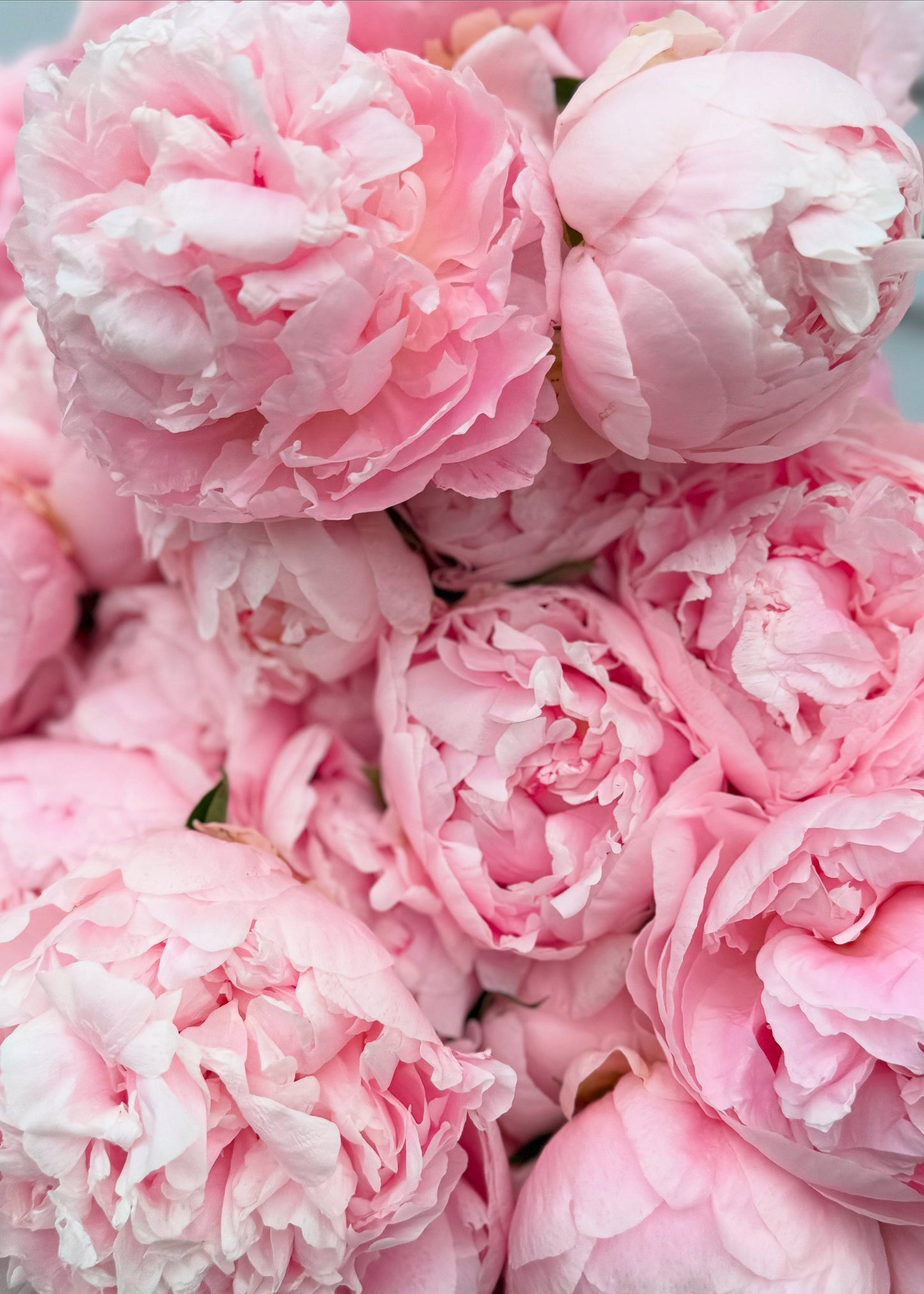 Valentine's Pink Peonies (Bunch)
