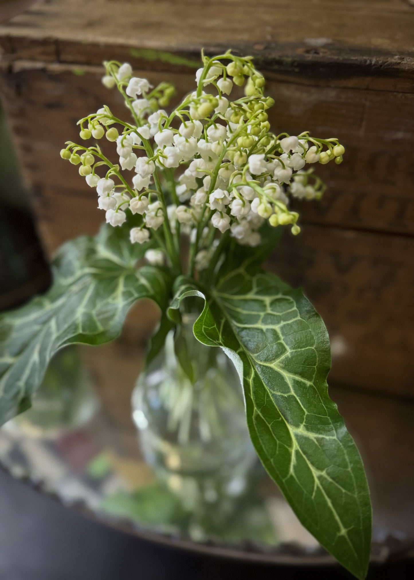 Lily of the Valley (Bunch)