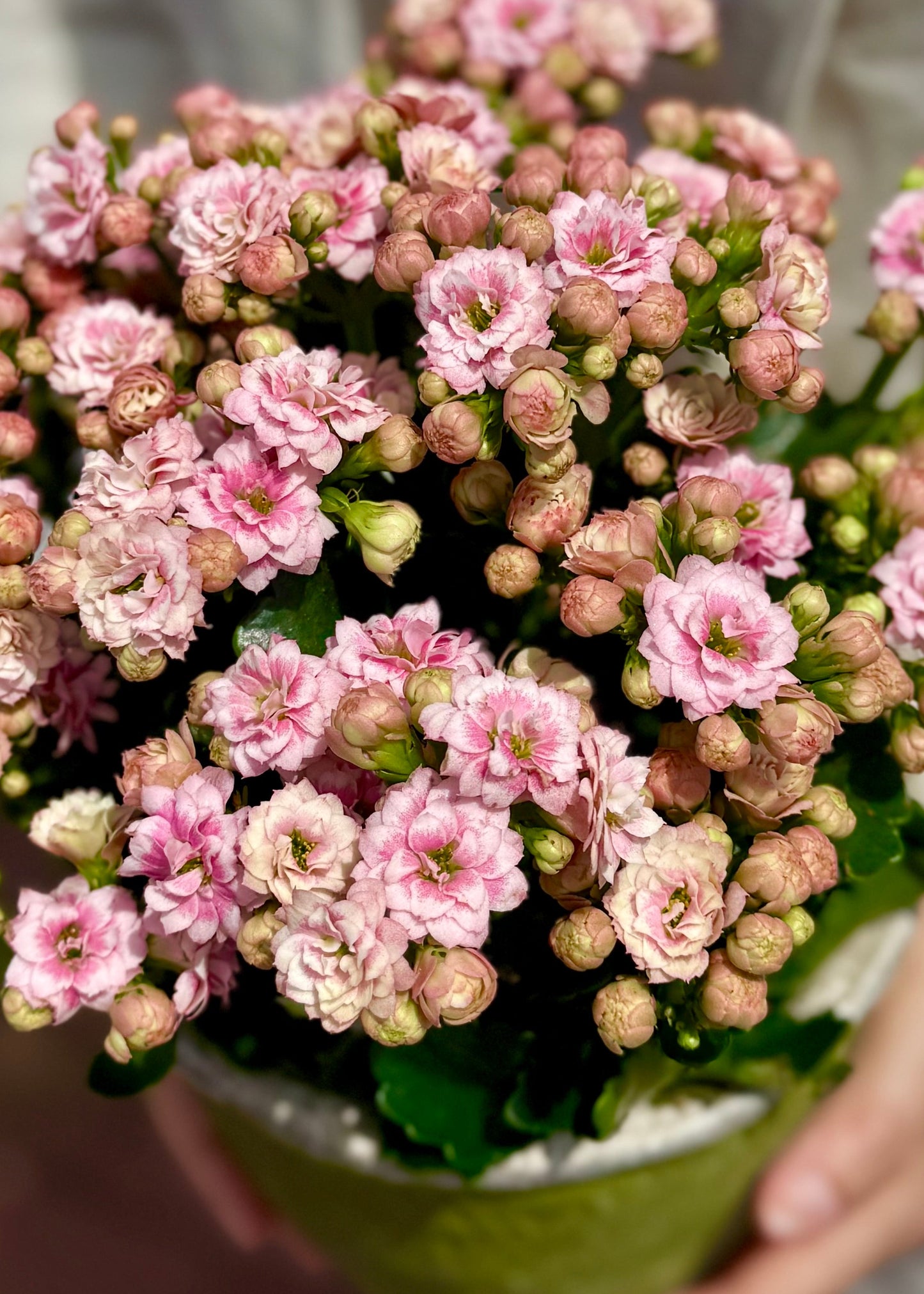 Pink Kalanchoe Plant
