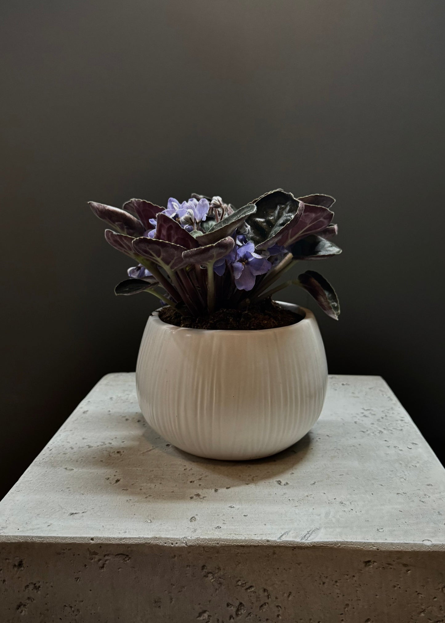 Potted African Violet Plant