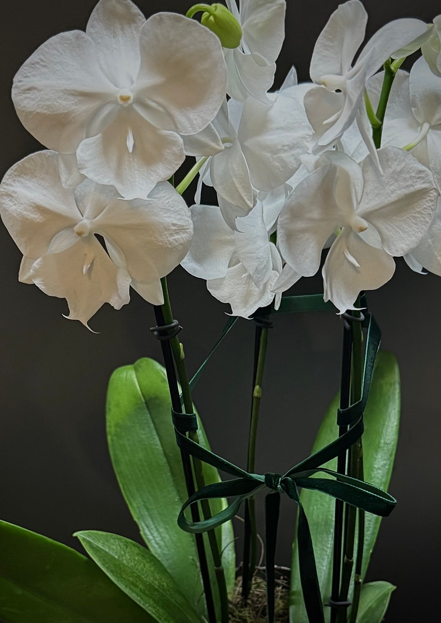 White Phalaenopsis Orchid Plant (Full size)