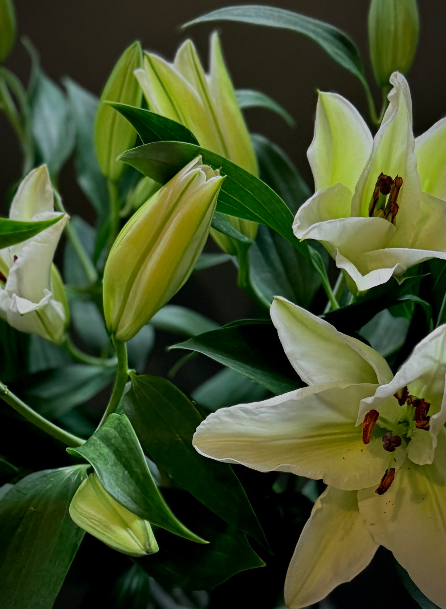 White Lily (Bunch)