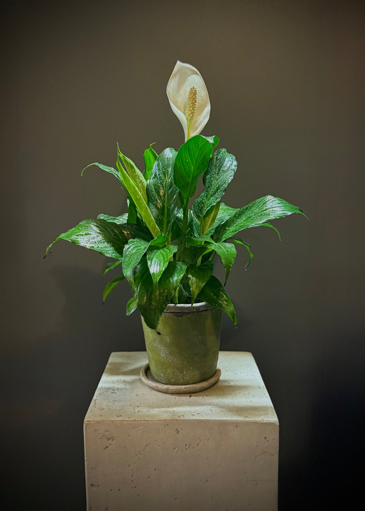 Peace Lily Potted Plant