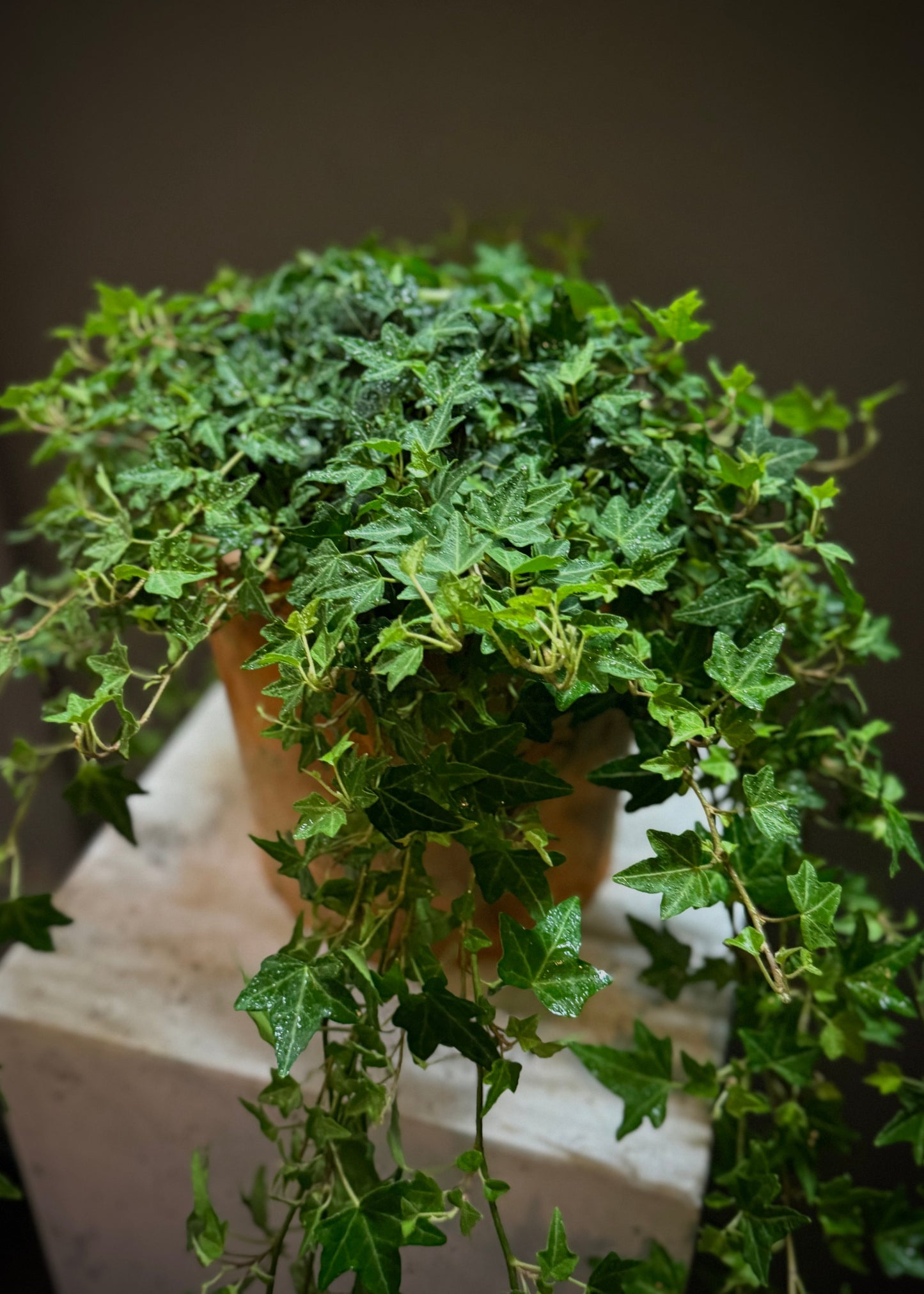 Ivy Potted Plant