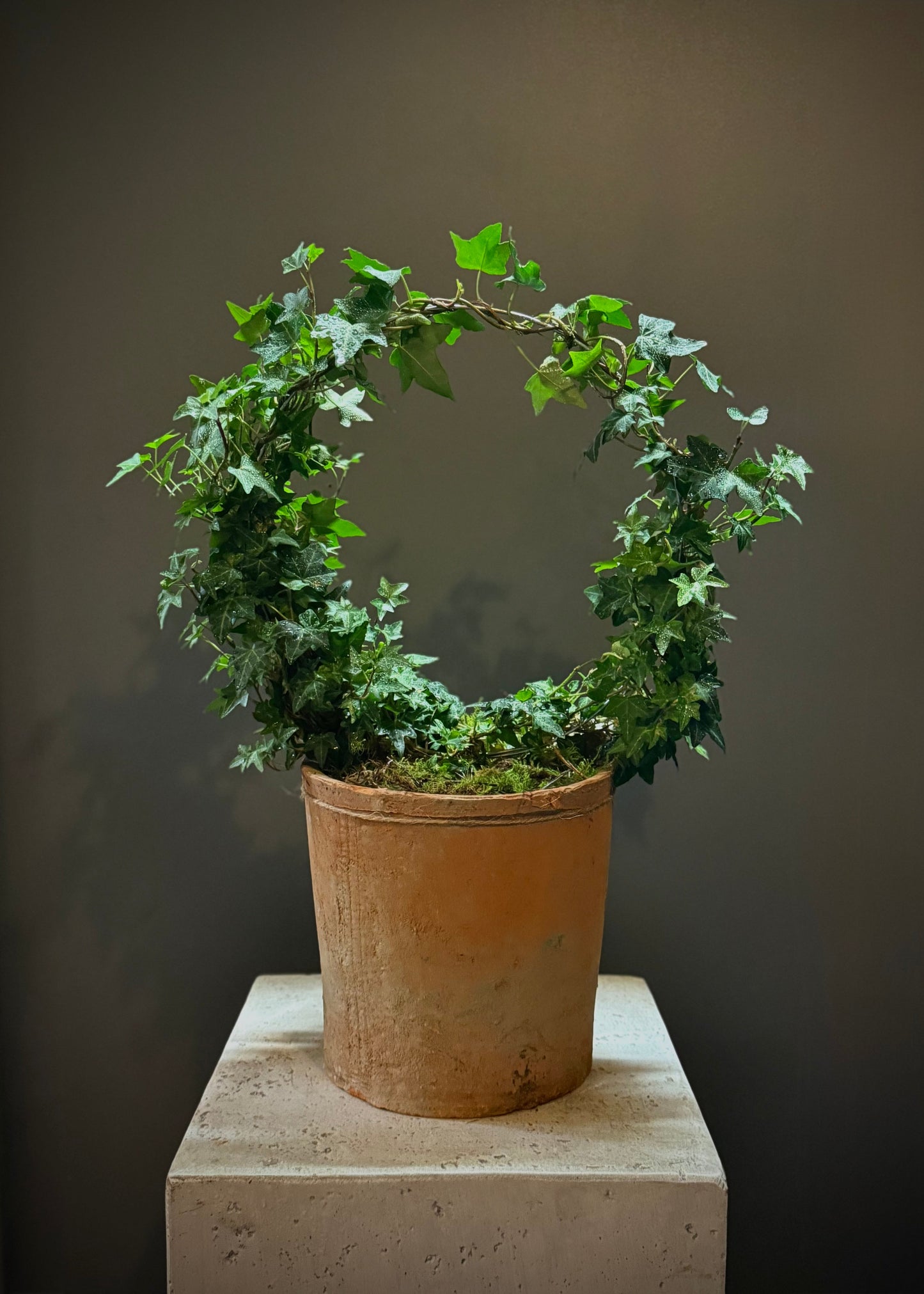 Ivy Wreath Potted Plant