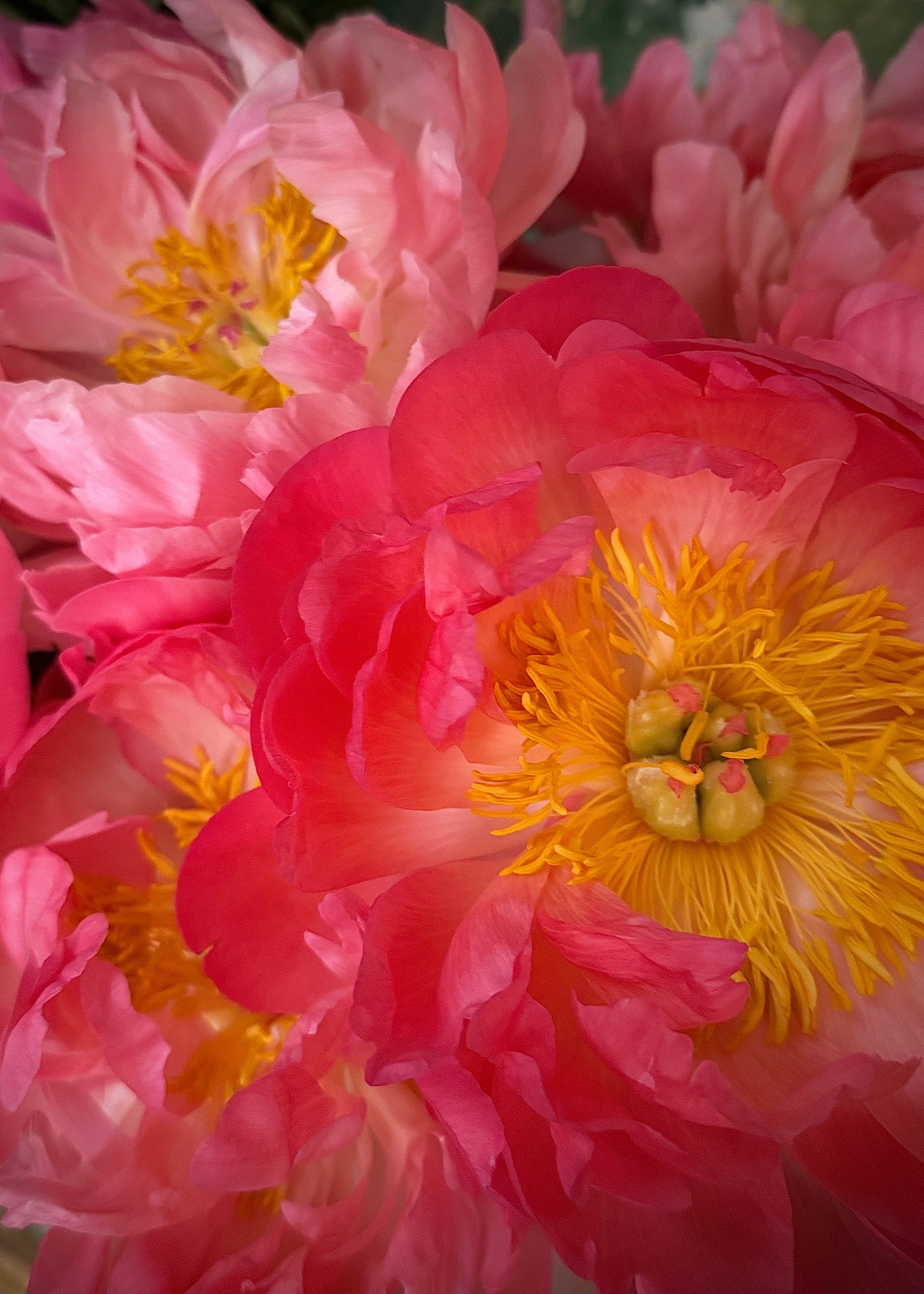 Coral Charm Peonies (Bunch)