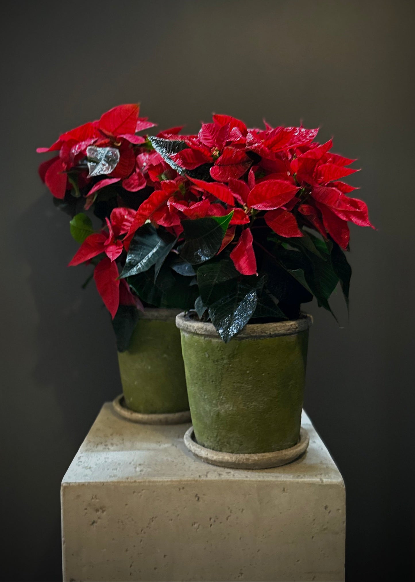 Red Poinsettia Potted Plant