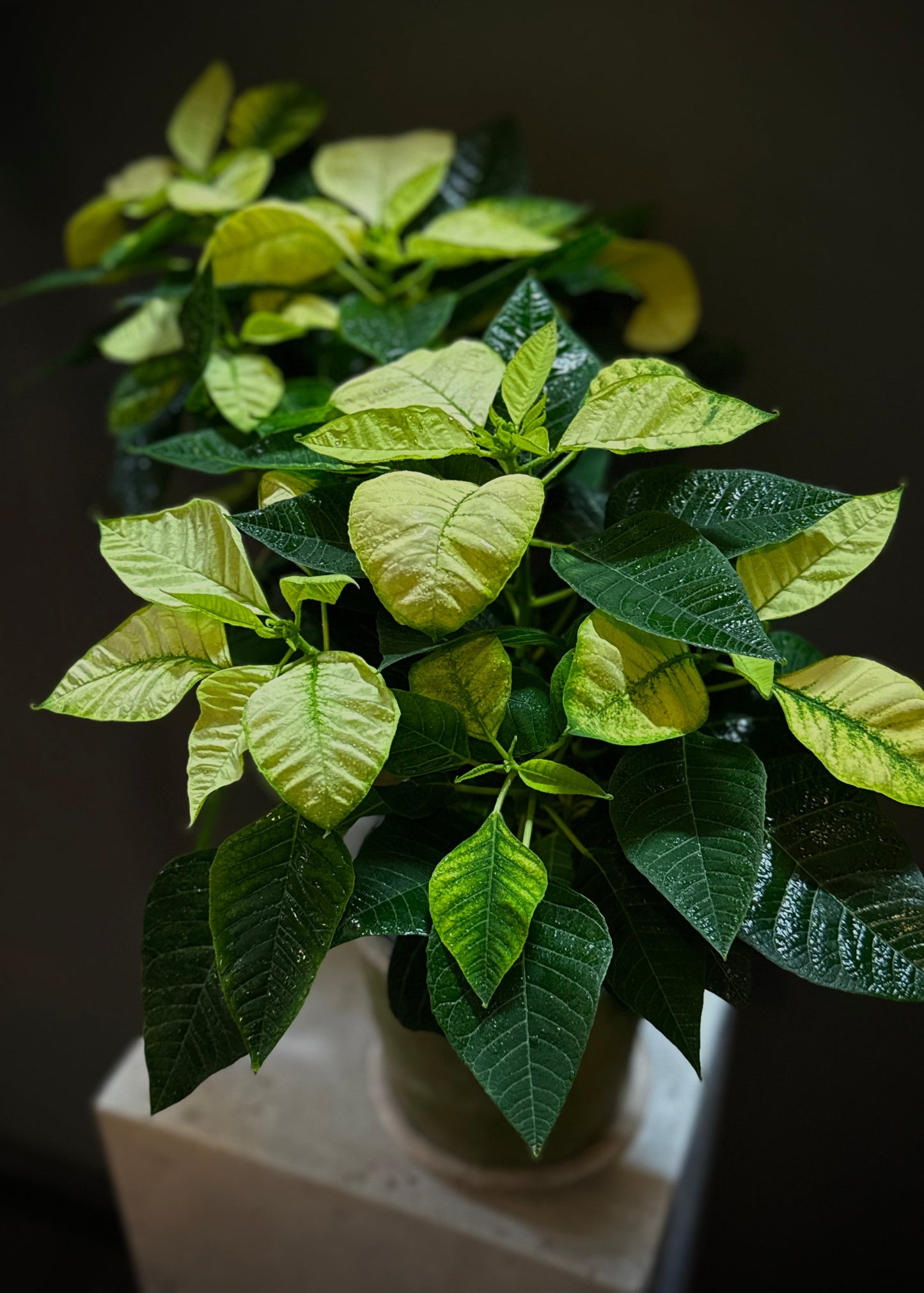 White Poinsettia Potted Plant