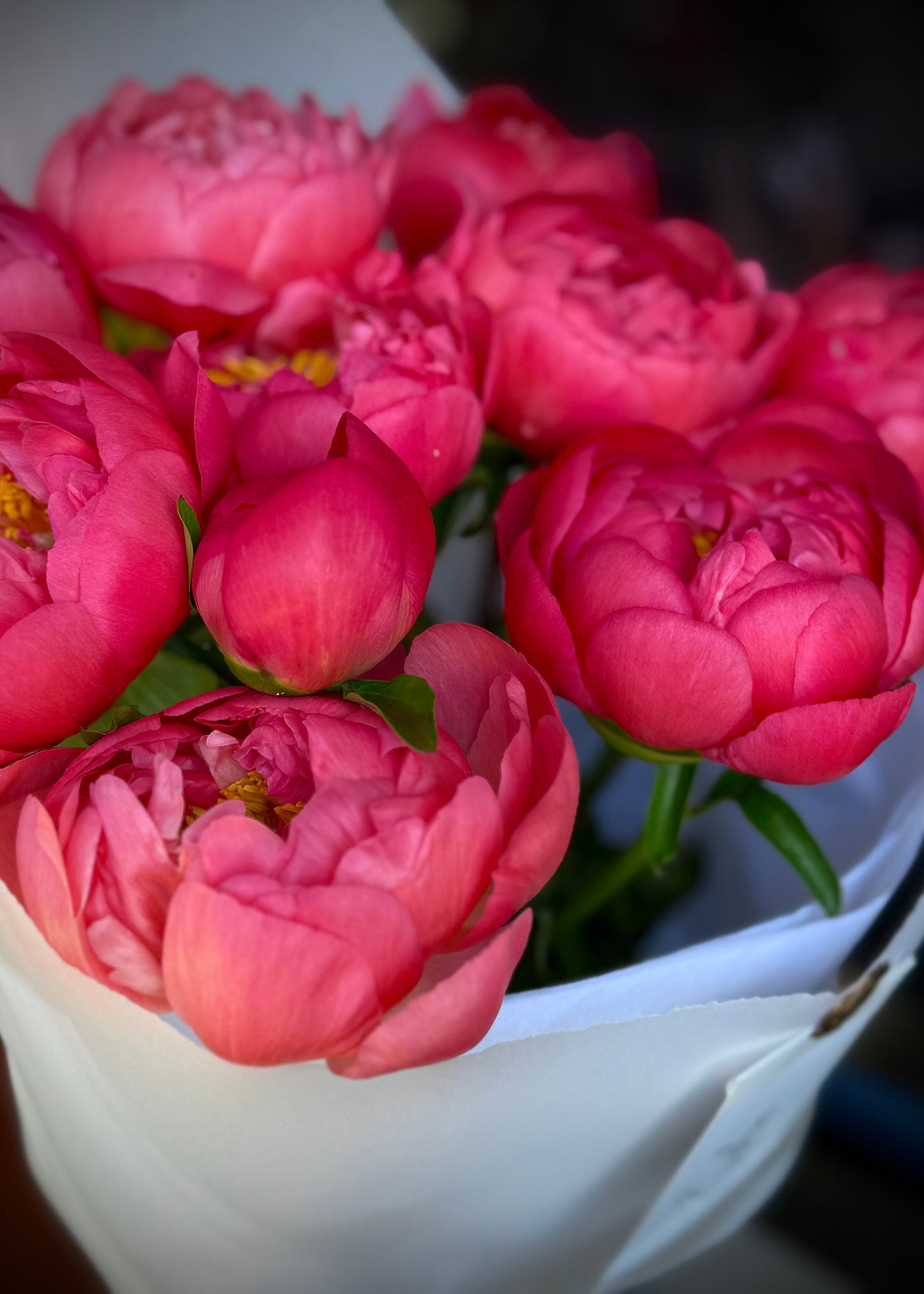 Valentine's Pink Peonies (Bunch)