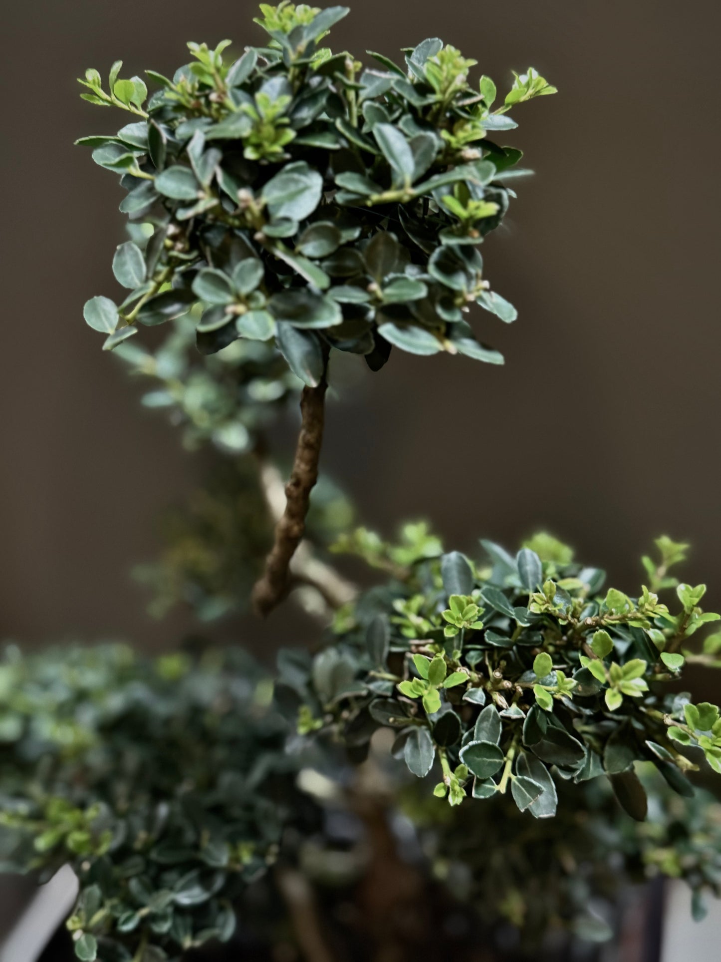 Bonsai Potted Plant