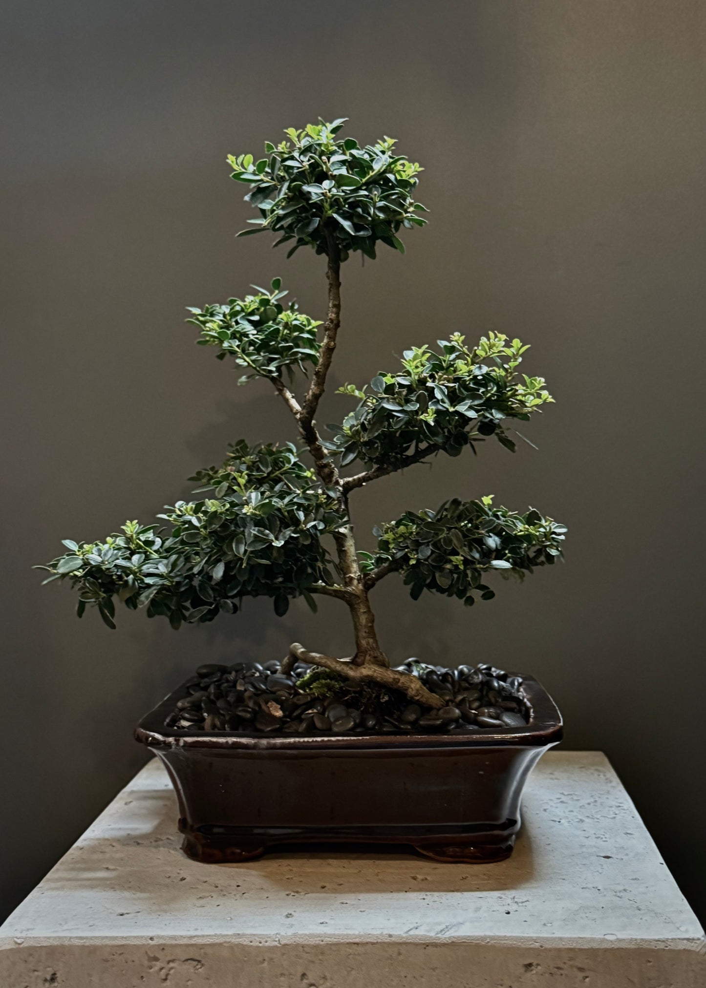 Bonsai Potted Plant