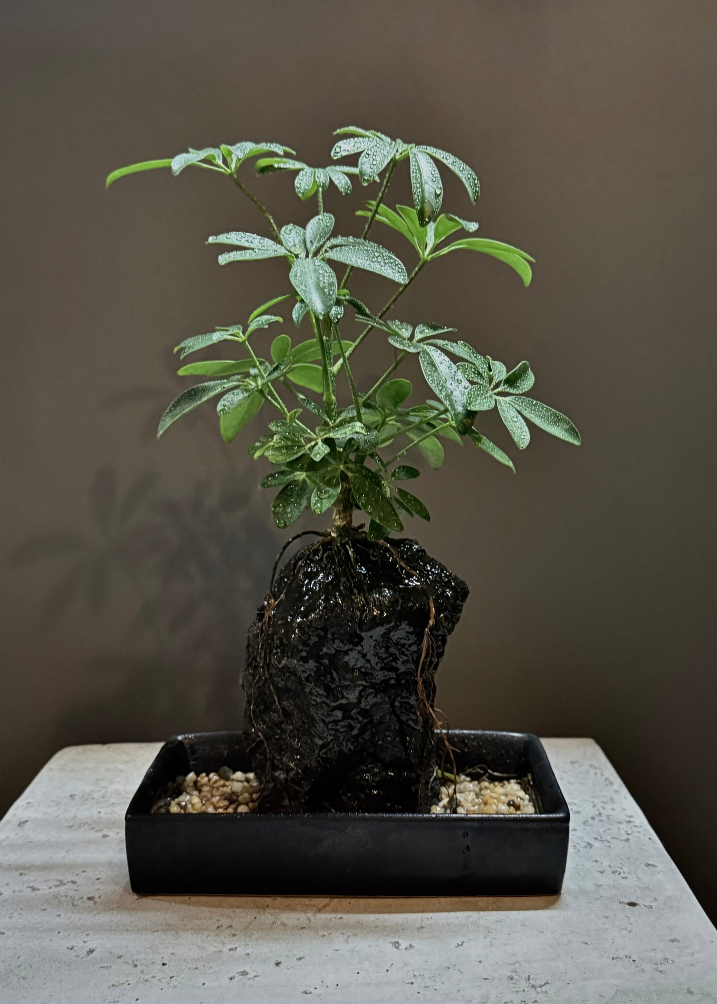 Life on the Rocks Plant
