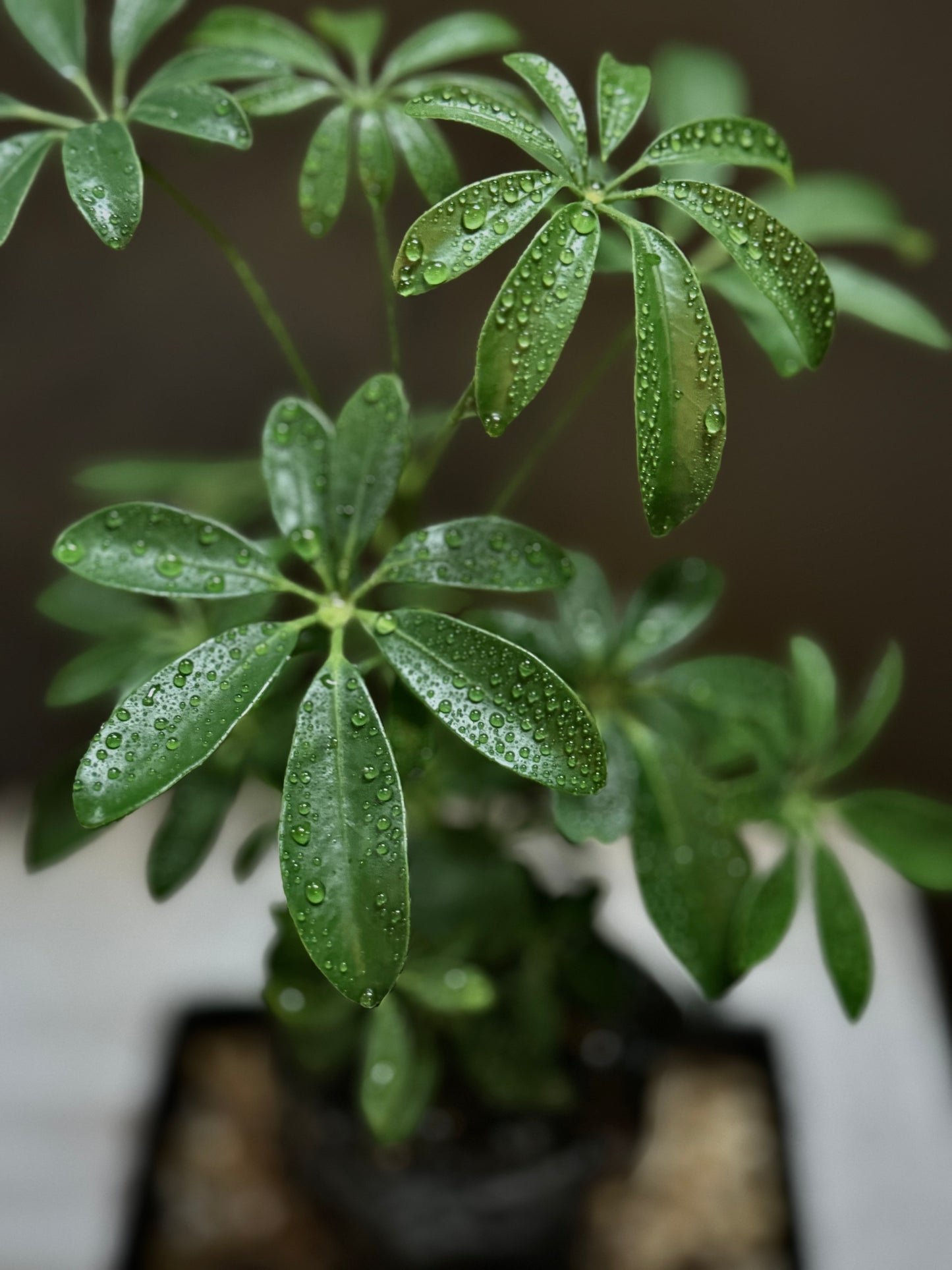 Life on the Rocks Plant
