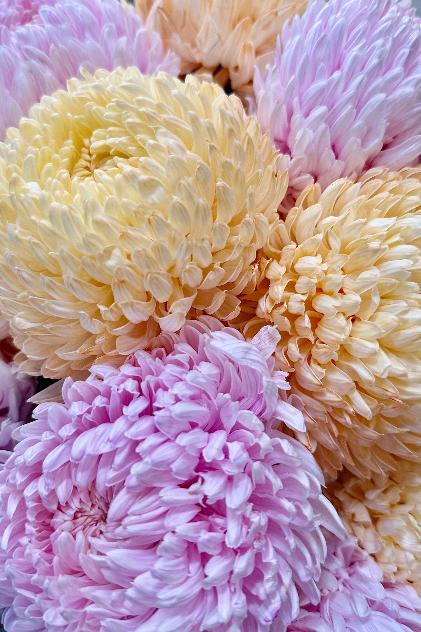 Mixed Chrysanthemums (Bunch)