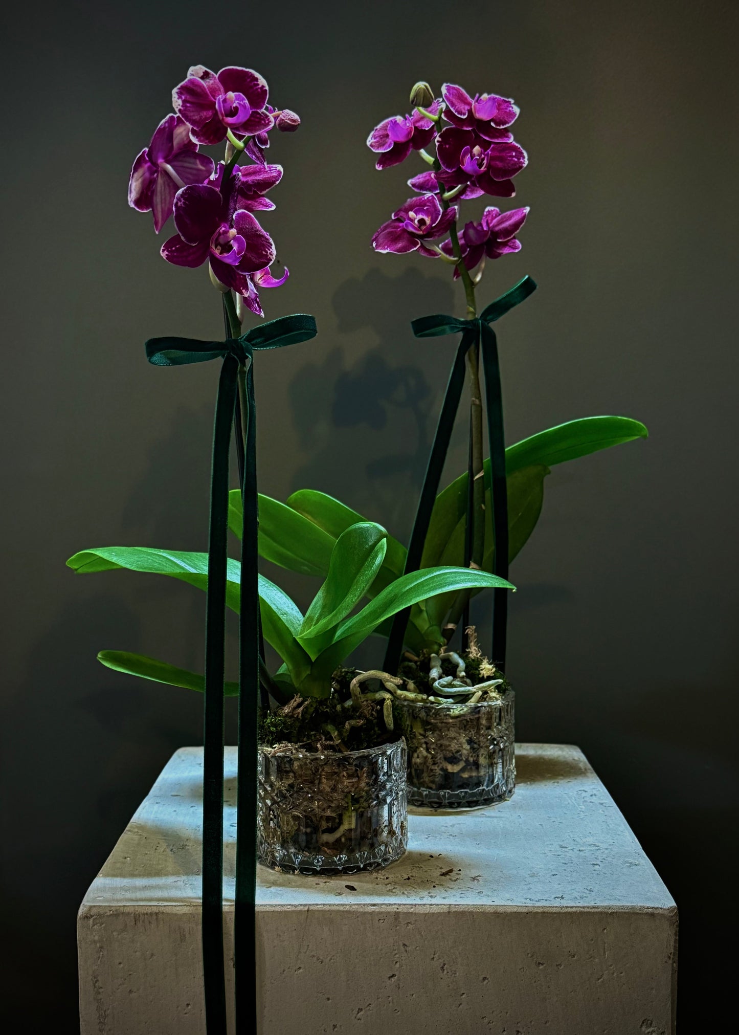 Potted Phalaenopsis Orchid Plant (Petite)