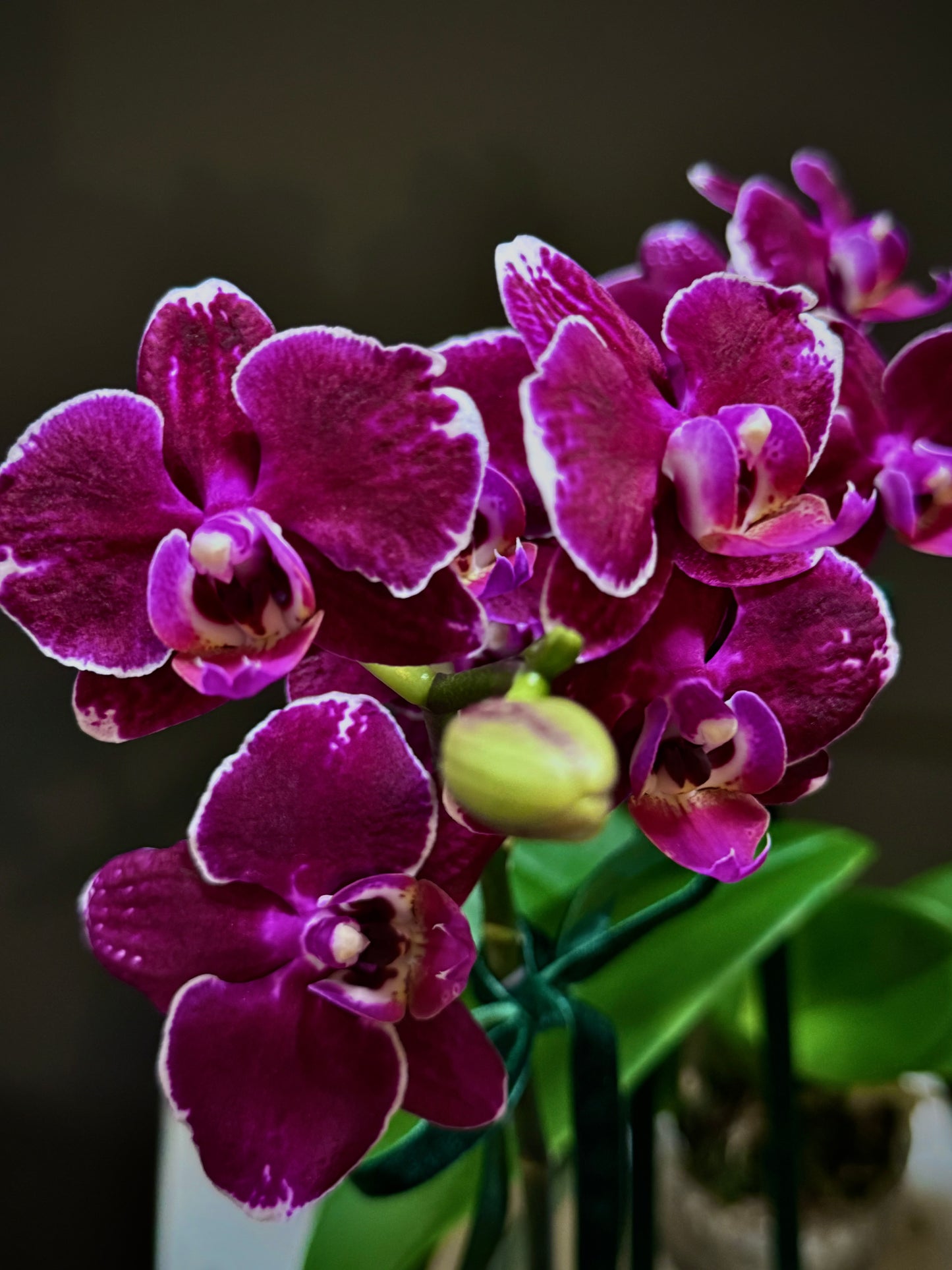 Potted Phalaenopsis Orchid Plant (Petite)