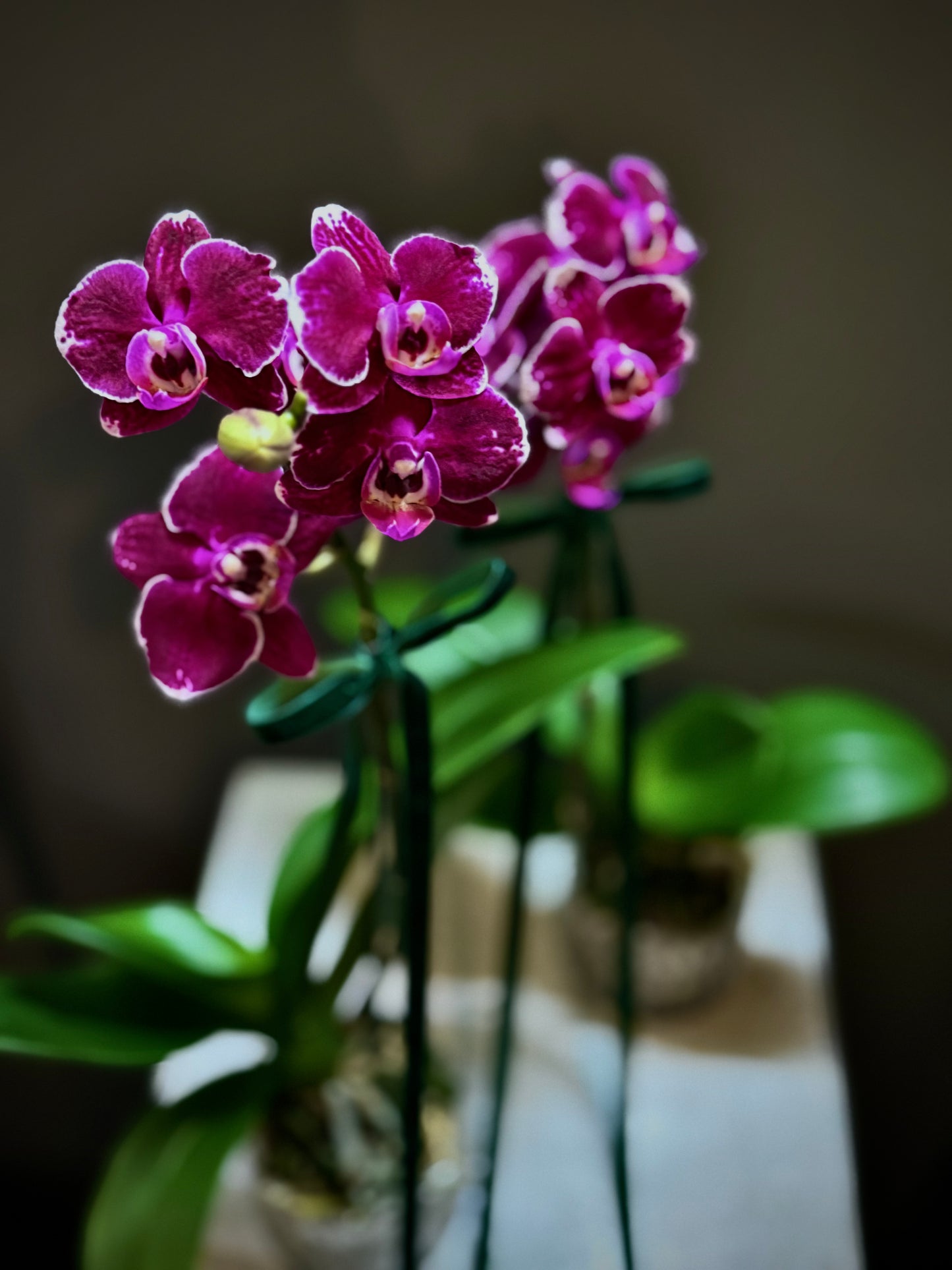 Phalaenopsis Orchid Plant (Petite)