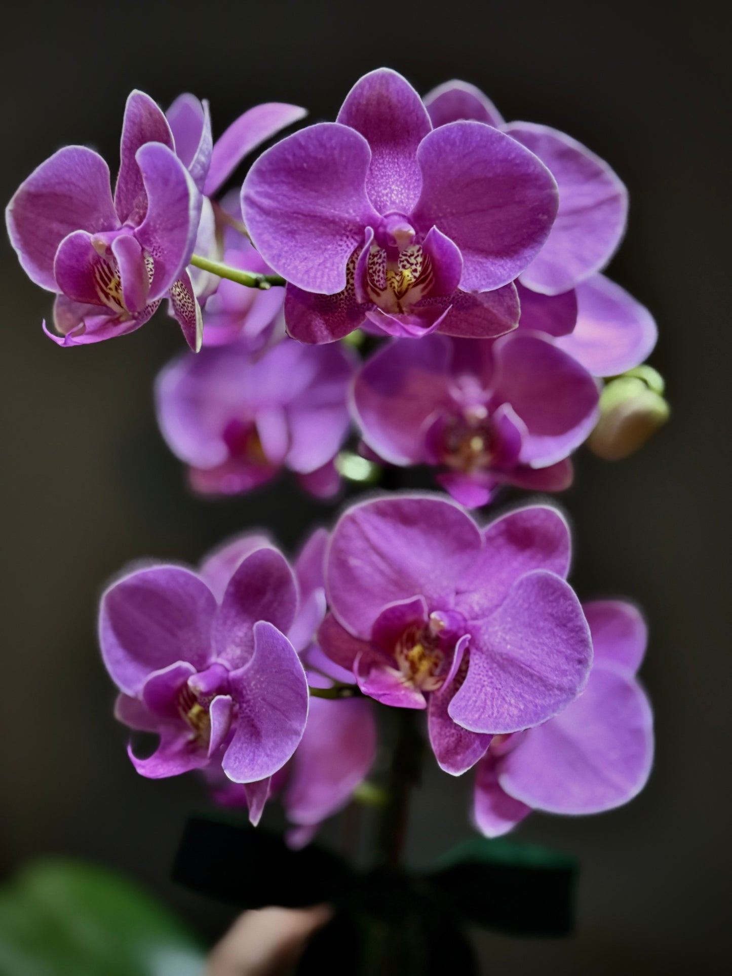 Phalaenopsis Orchid Plant (Full size)