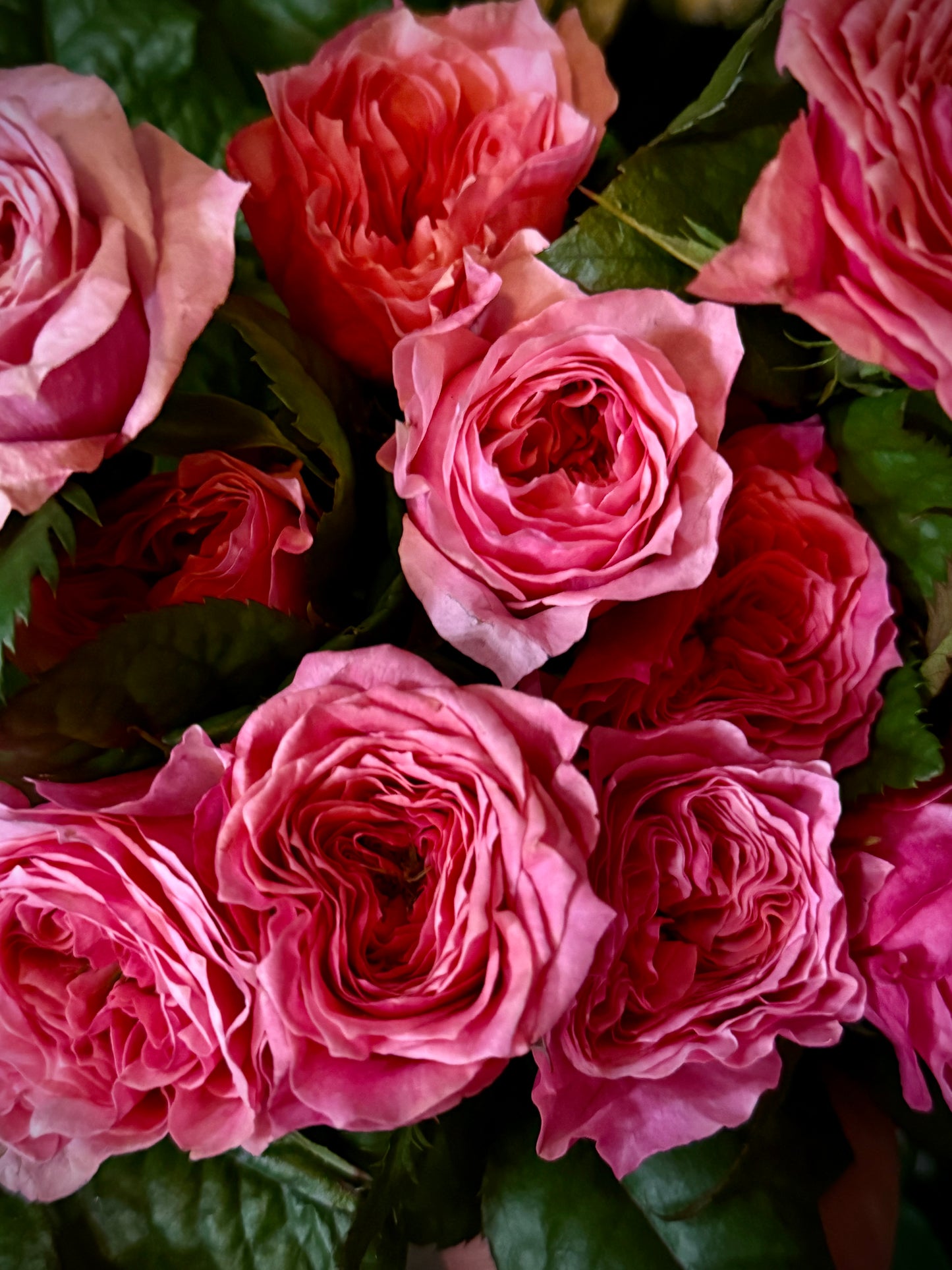 Pink Roses (Bunch)