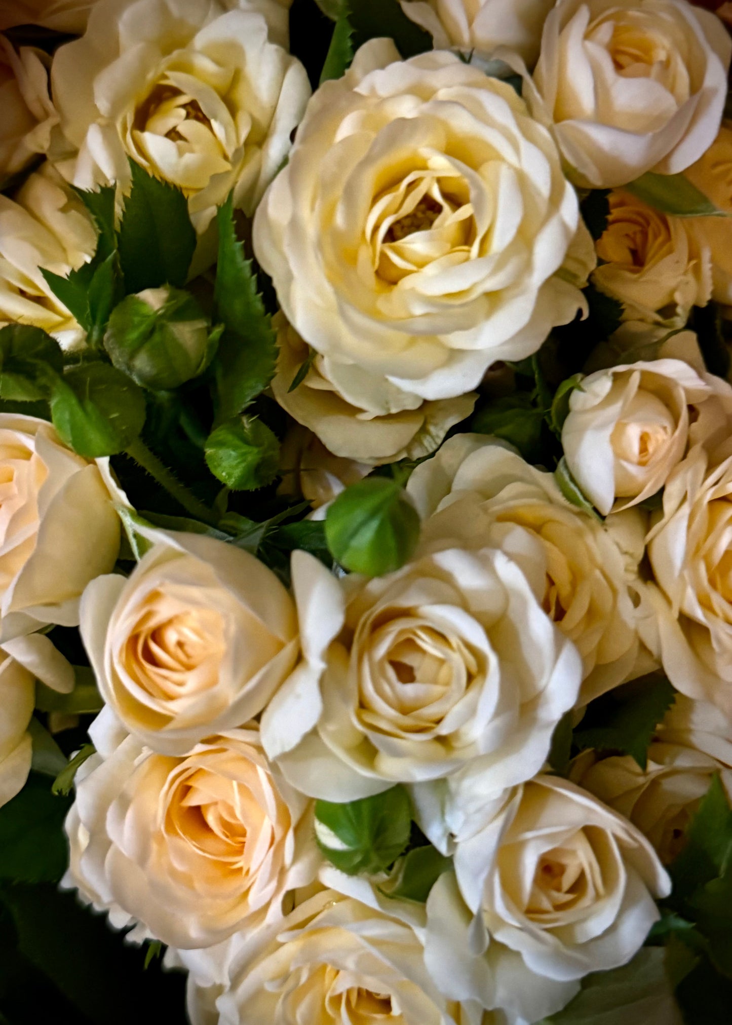 Spray Roses (Bunch)
