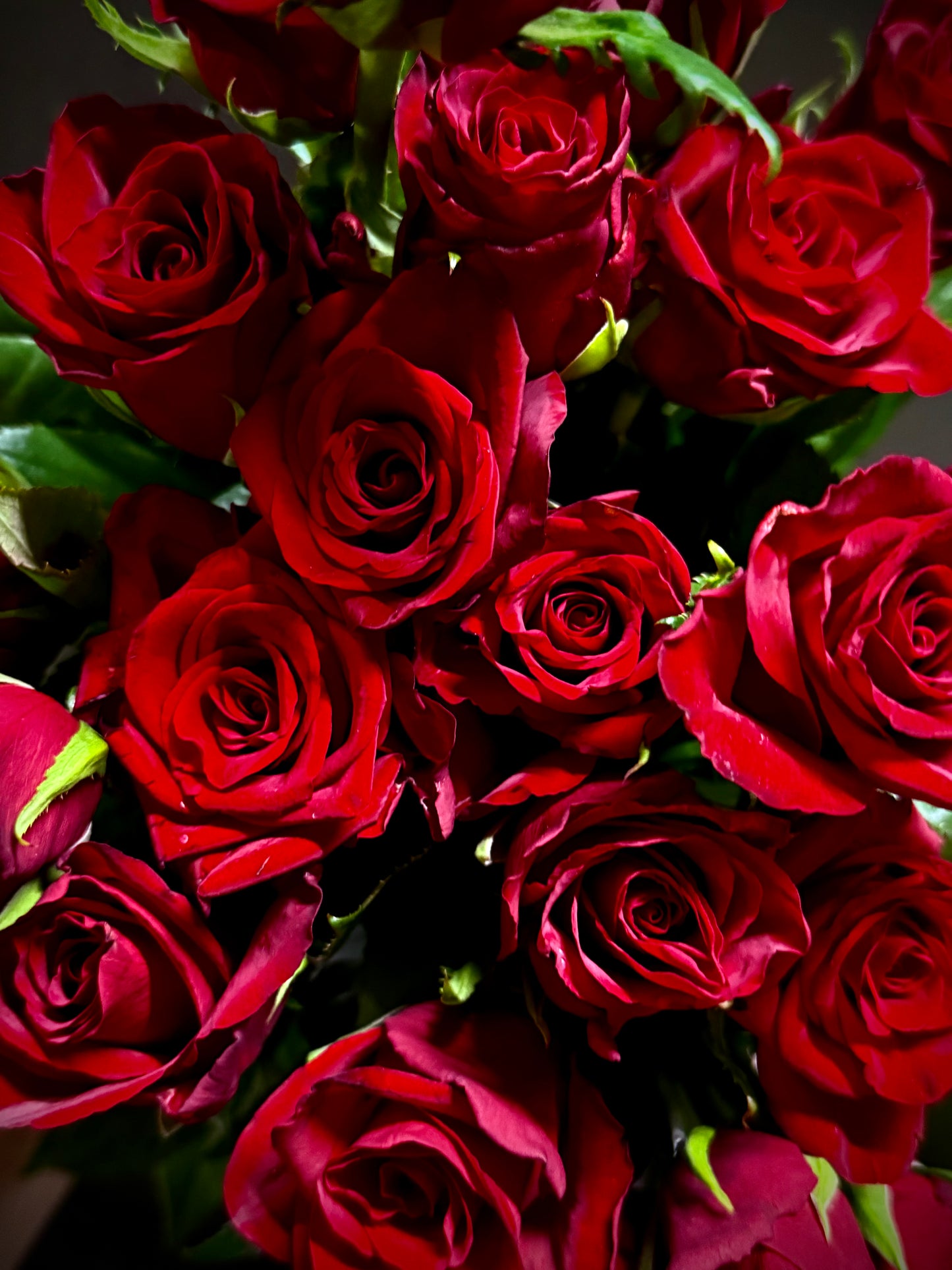 Red Roses (Bunch)