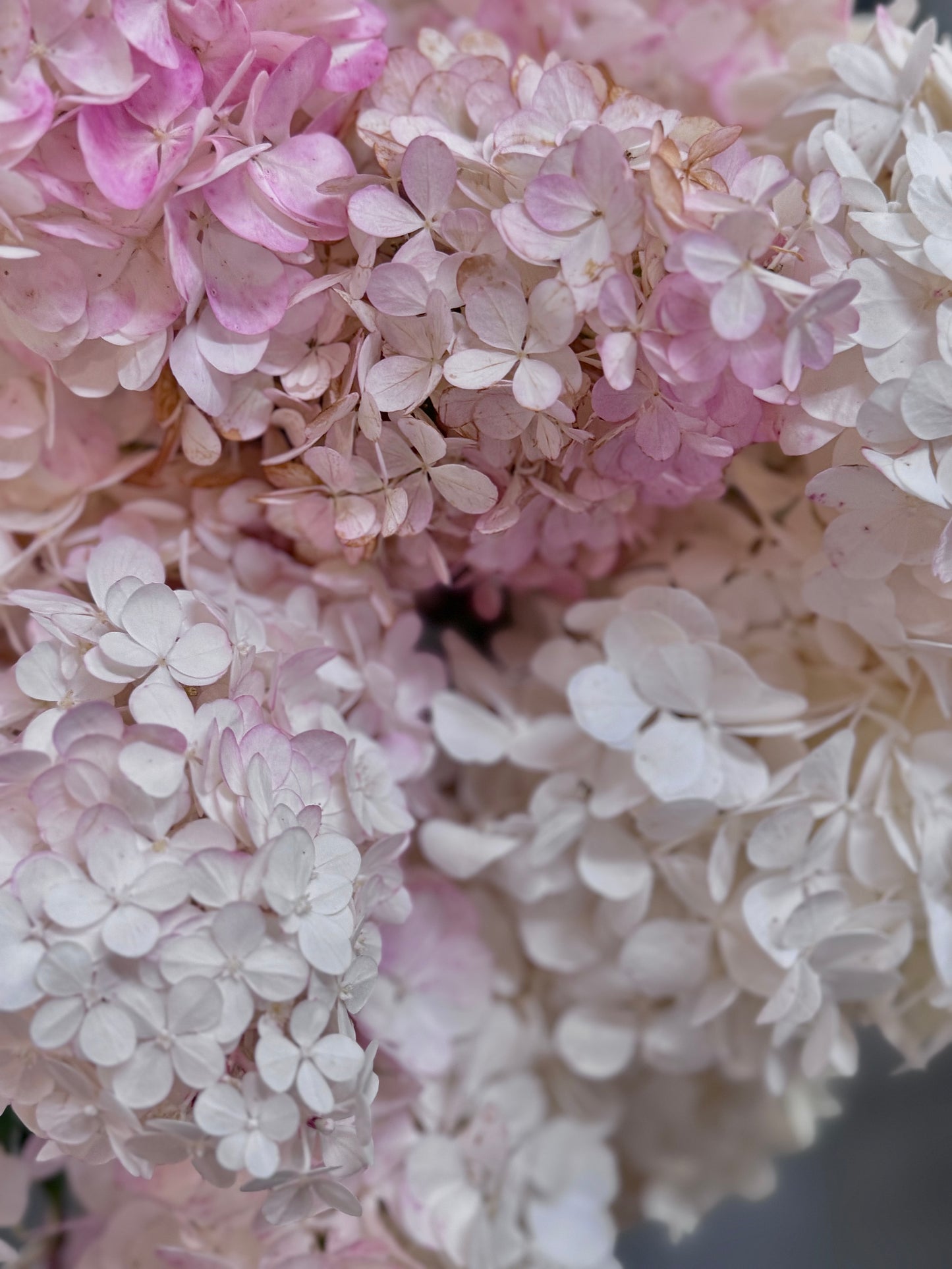 Hydrangea Paniculata (Bunch)
