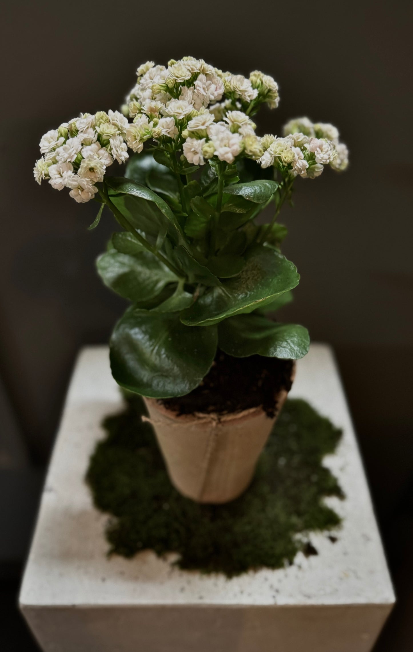 Kalanchoe Plant