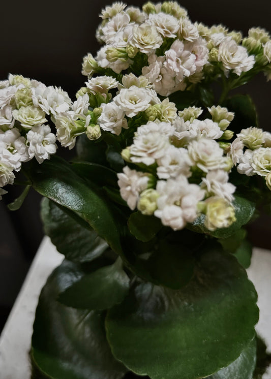 Kalanchoe Plant