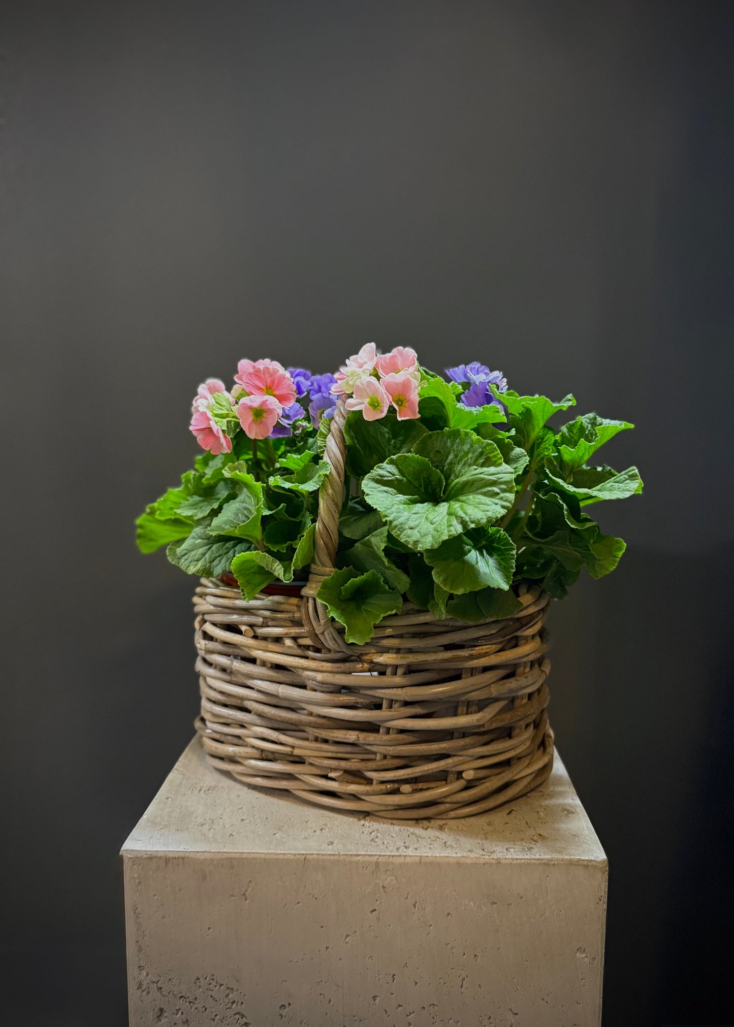 Bloom Basket