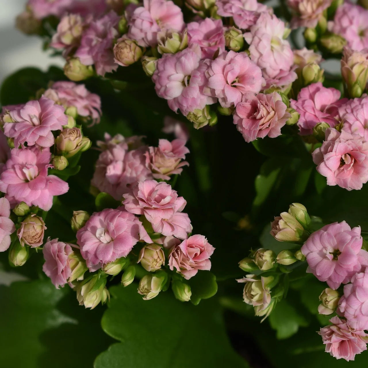Kalanchoe Plant