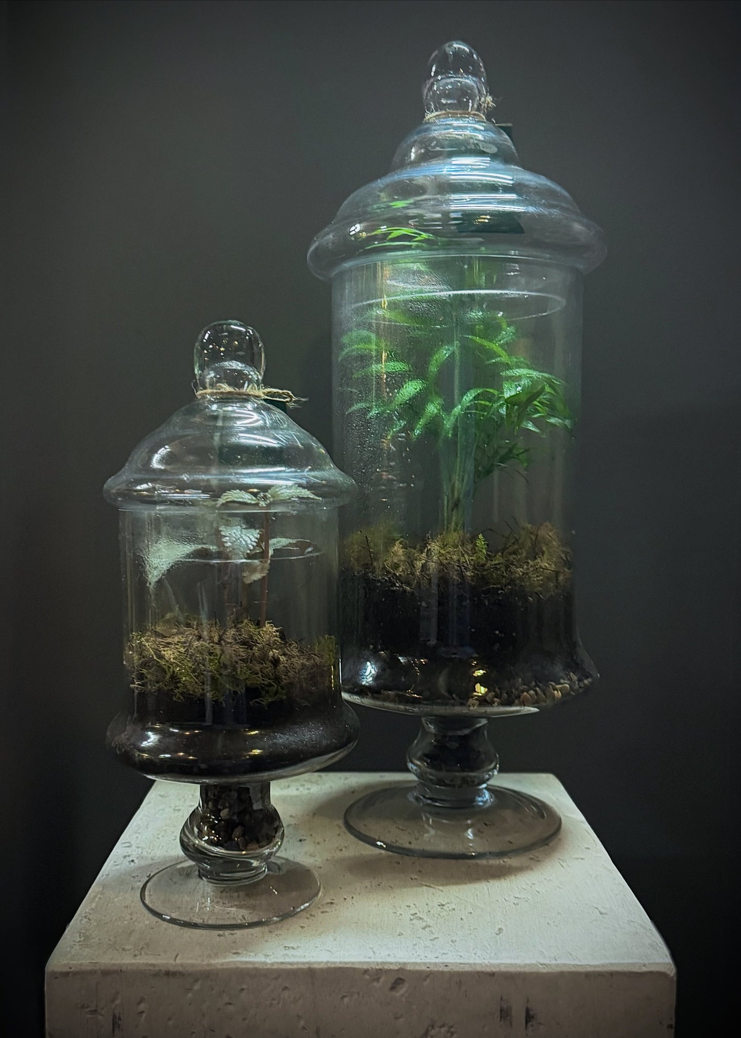 Glass Terrarium