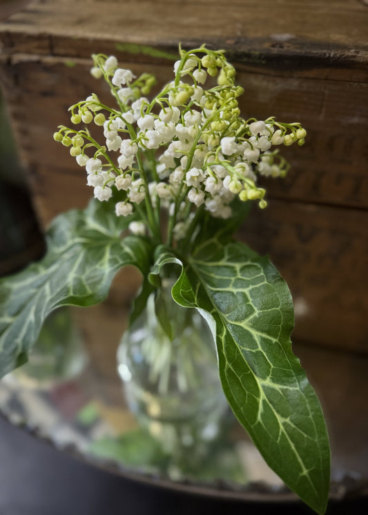 Lily of the Valley (Bunch)