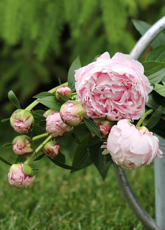 Pink Peonies (Bunch)