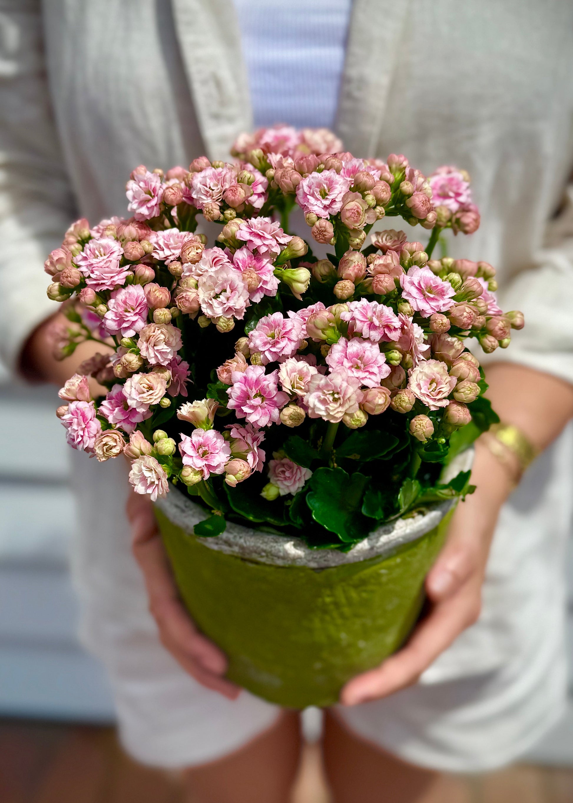 kalanchoe succulent pink Pink Kalanchoe Plant – Hart's Florist