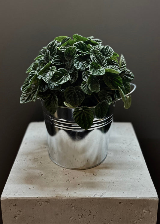 Potted Pepperomia Plant