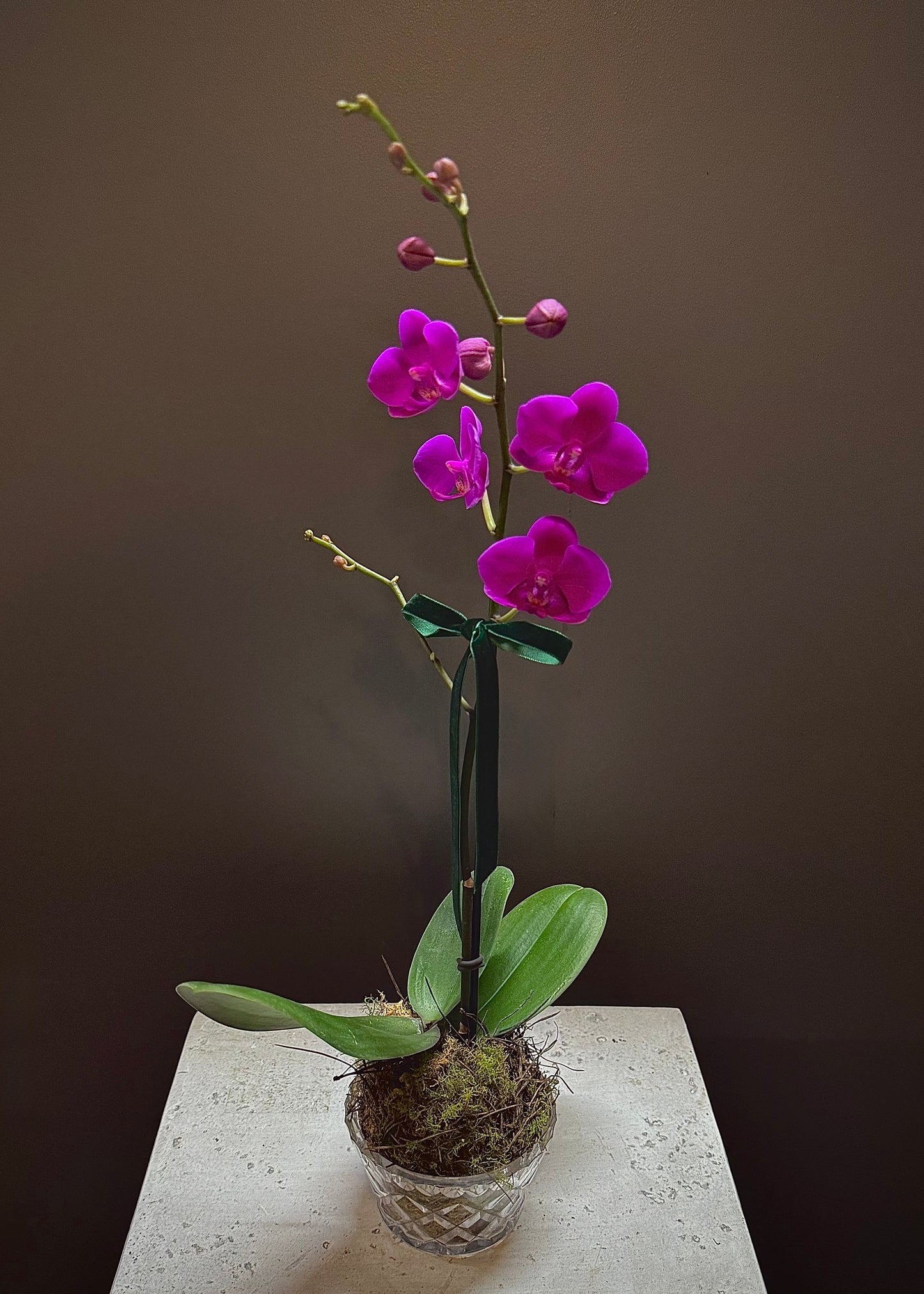 Potted Phalaenopsis Orchid Plant