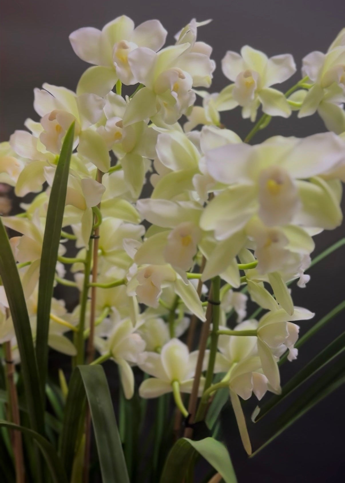 Cymbidium Orchid Potted Plant