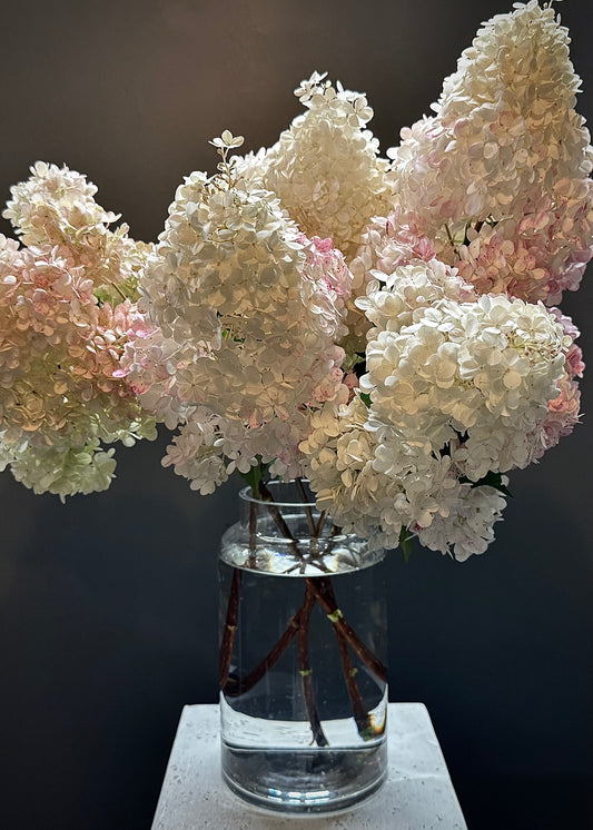 Hydrangea Paniculata (Bunch)