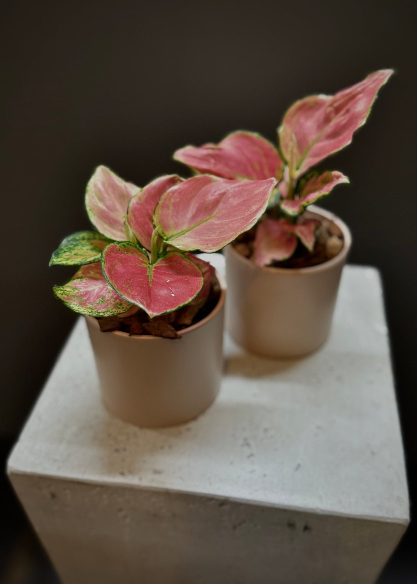 Potted Aglaonema Plant