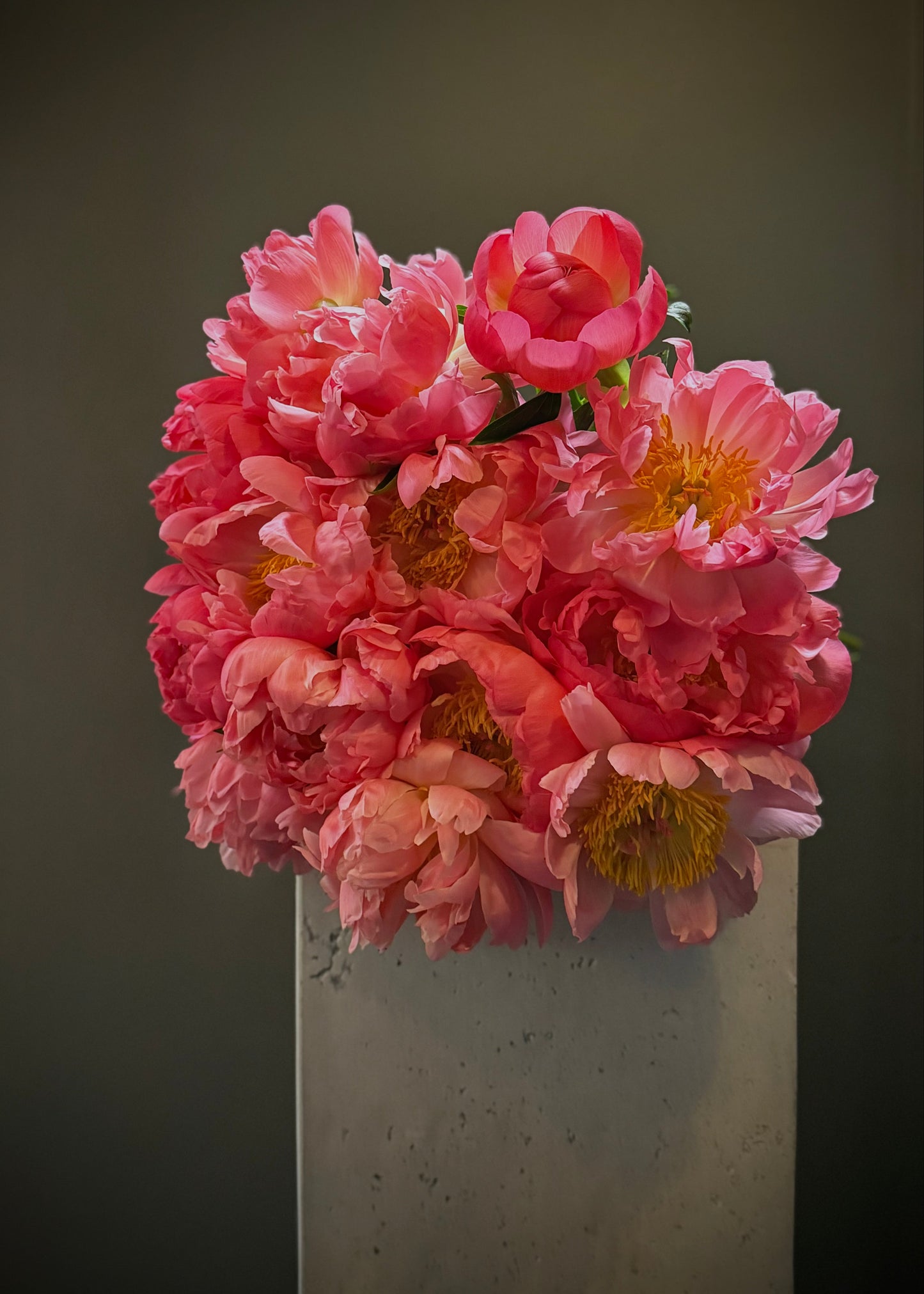 Coral Charm Peonies (Bunch)