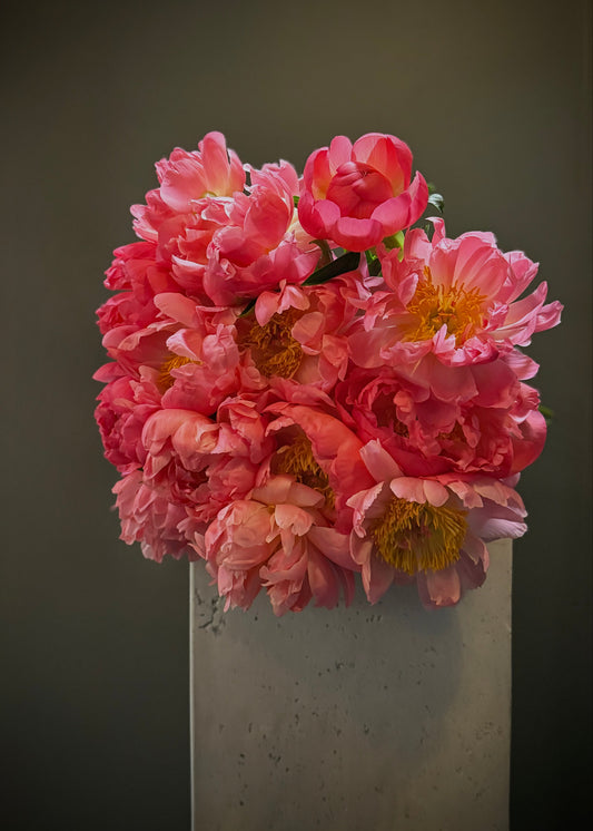 Coral Charm Peonies (Bunch)