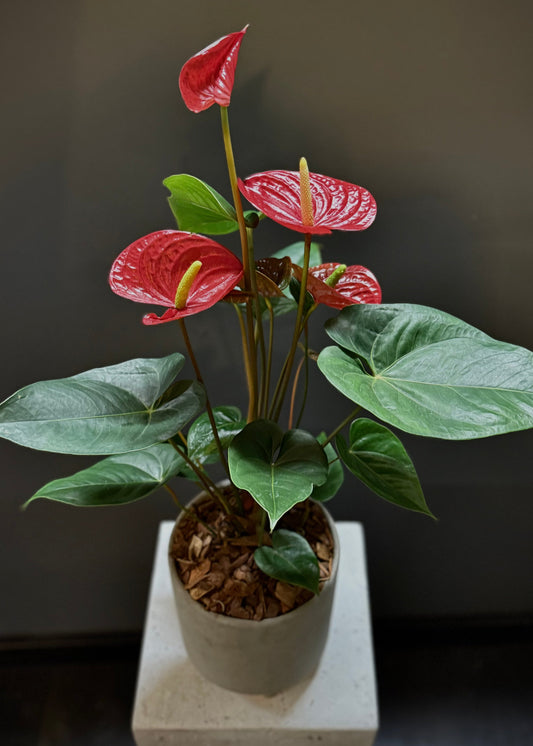 Potted Anthurium Plant