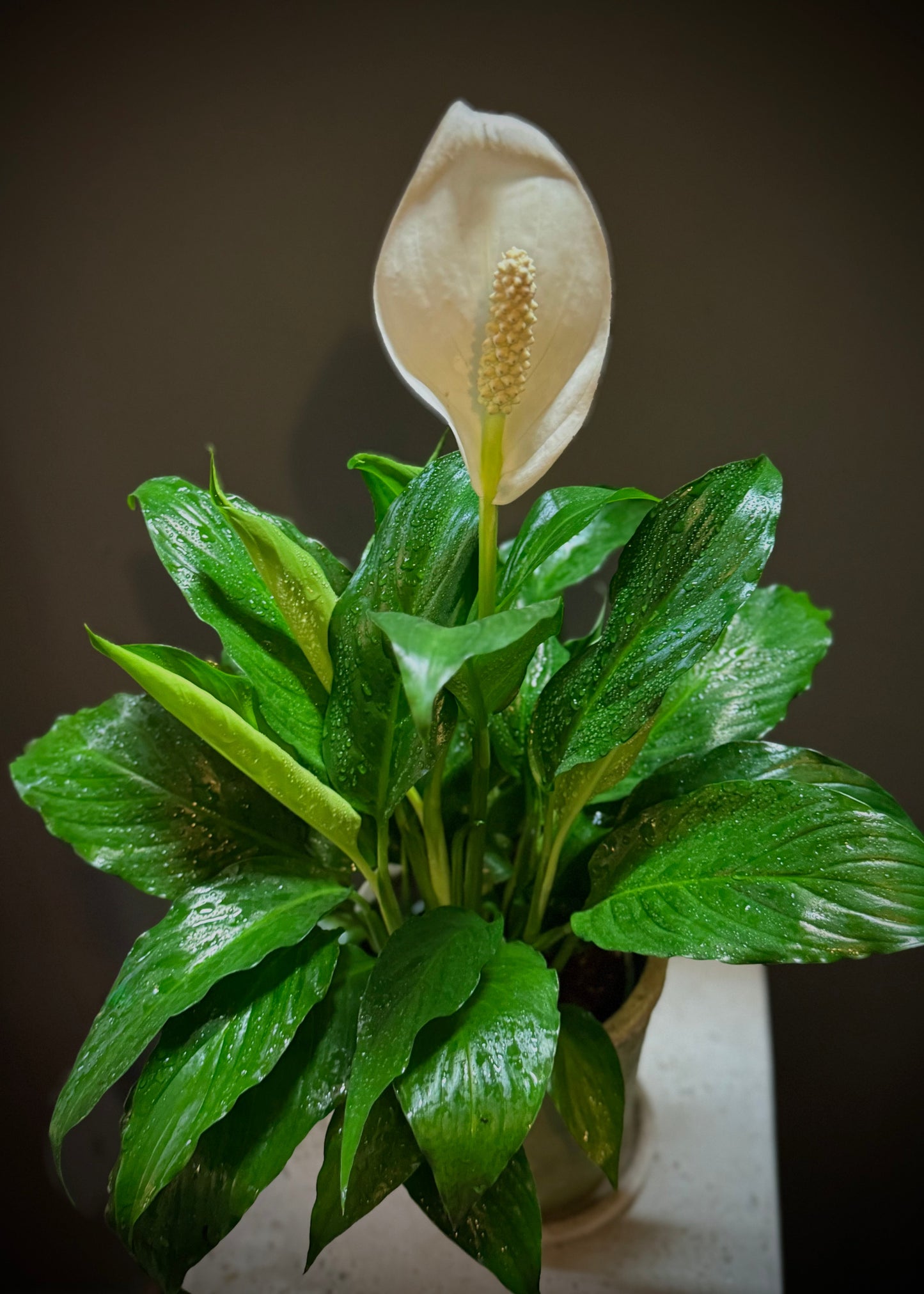 Peace Lily Potted Plant