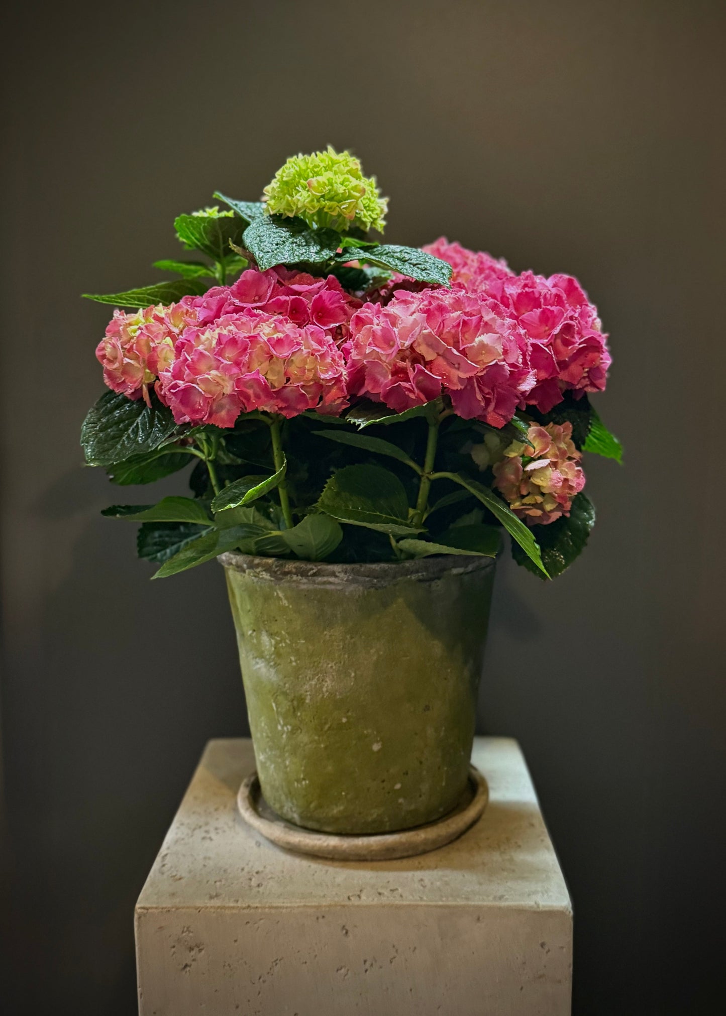 Red Hydrangea Potted Plant