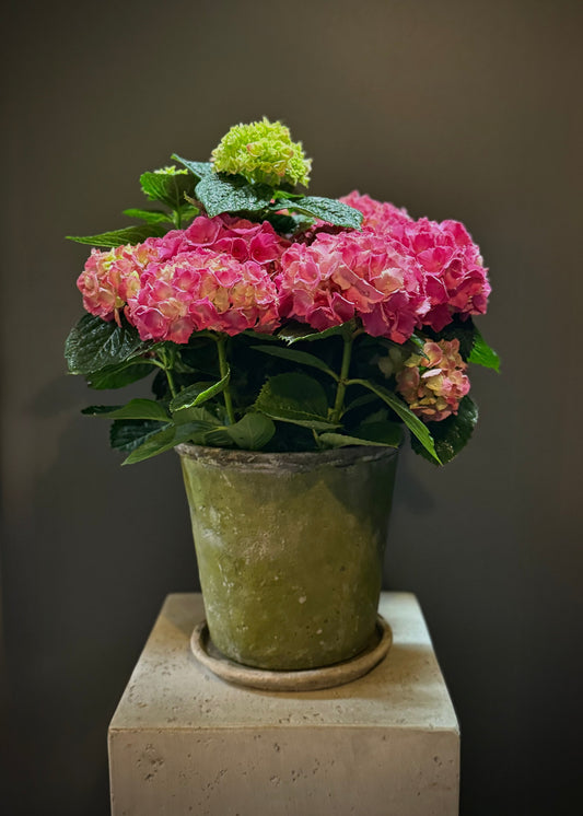 Red Hydrangea Potted Plant