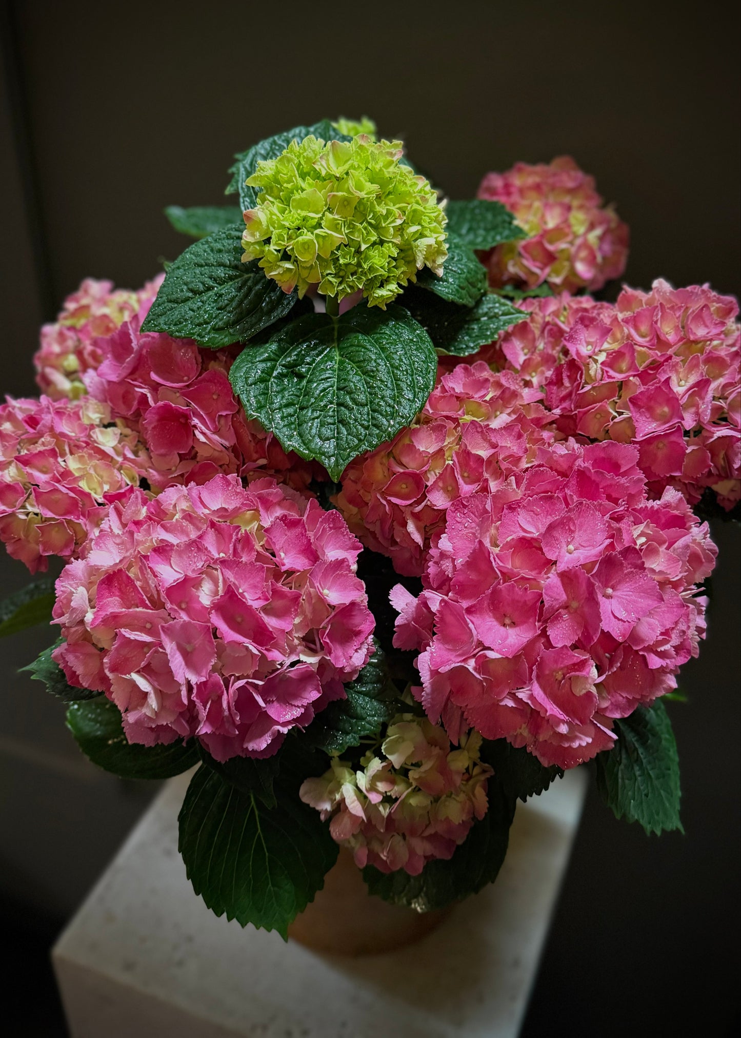 Red Hydrangea Potted Plant