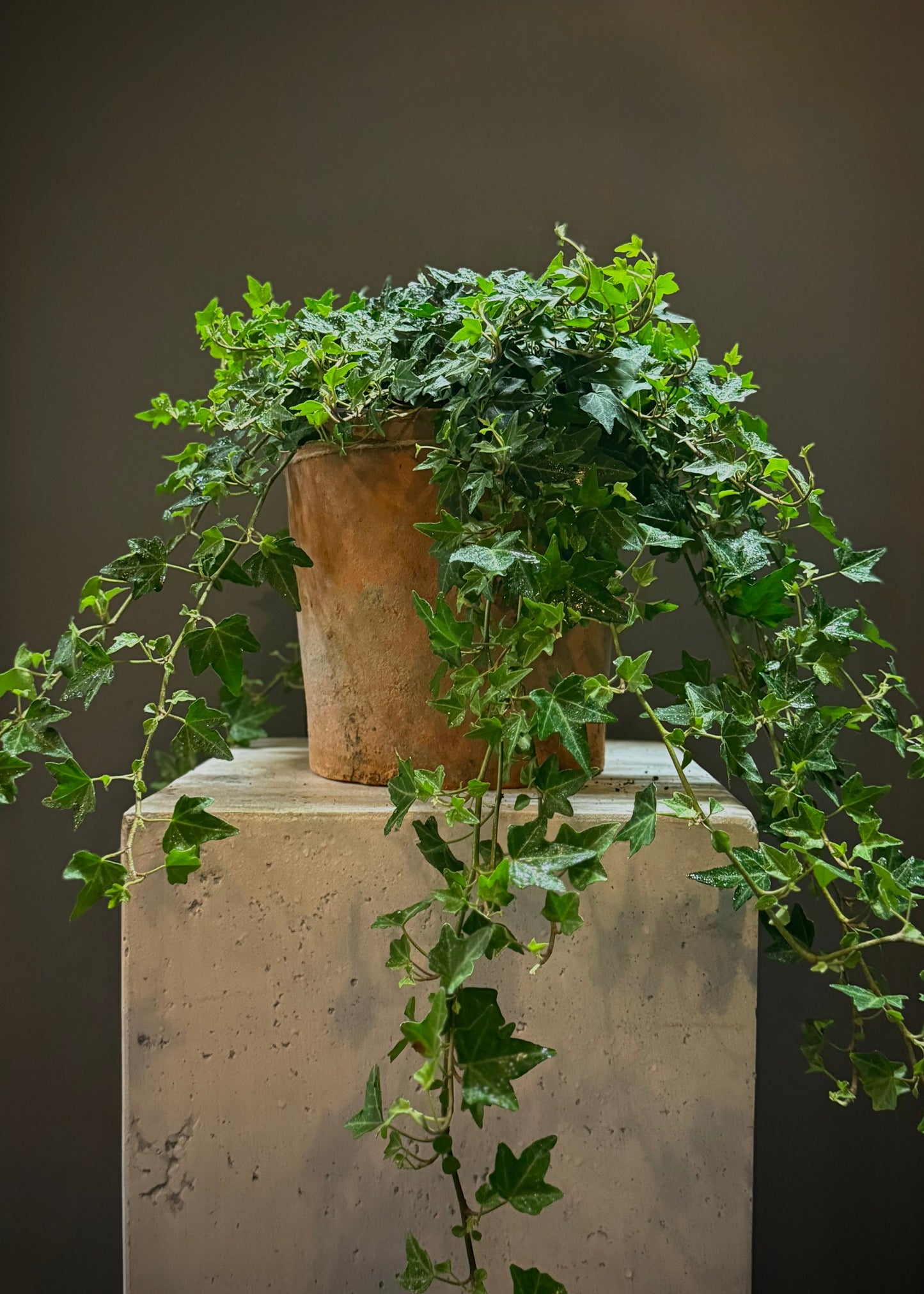 Ivy Potted Plant