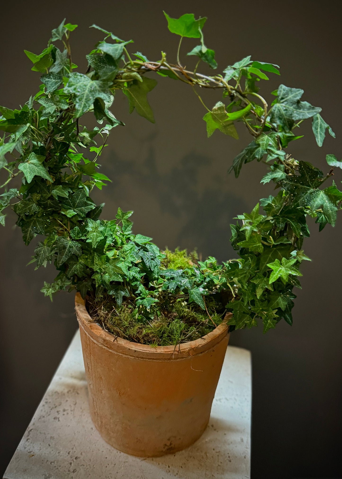Ivy Wreath Potted Plant