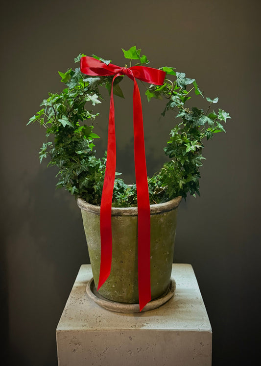 Ivy Wreath Potted Plant