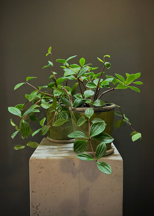 Pepperomia Potted Plant